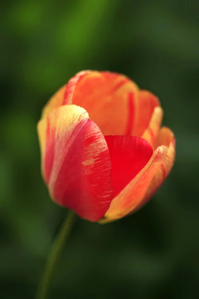 Tulipány Červené Jaro Zahradě — Stock fotografie