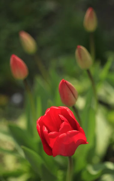 Tulipas Primavera Vermelho Jardim — Fotografia de Stock