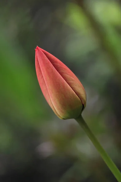 Tulipas Primavera Vermelho Jardim — Fotografia de Stock