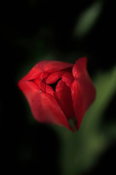 Tulipas Primavera Vermelho Jardim — Fotografia de Stock