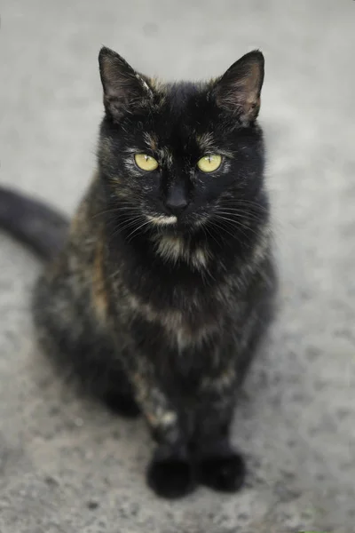Portrait Fluffy Street Cat — Stock Photo, Image