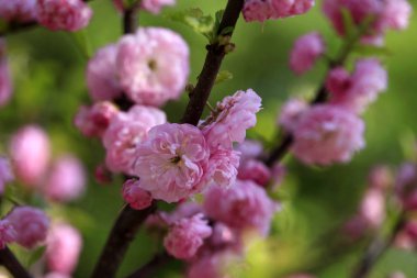 Bahar bahçesinde beyaz çiçekler