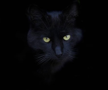 Kara kedi portresi