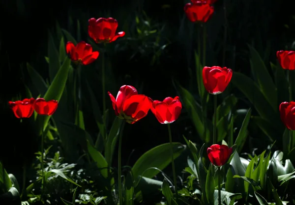 Červené Tulipány Jarní Zahradě — Stock fotografie