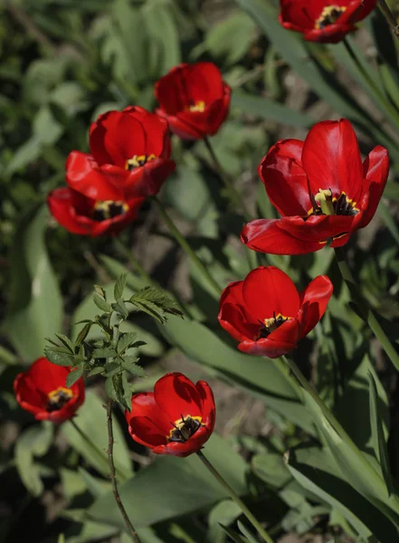 Tulipes Rouges Dans Jardin Printemps — Photo