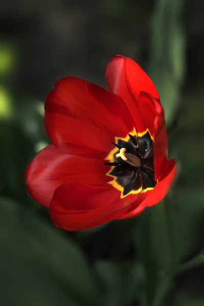 Červené Tulipány Jarní Zahradě — Stock fotografie
