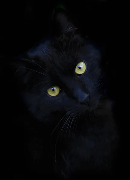 Portrait Black Cat — Stock Photo, Image