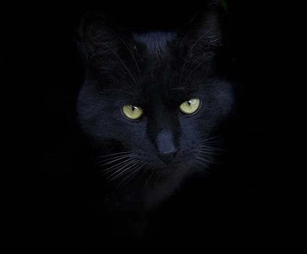 Kara Kedi Portresi Telifsiz Stok Imajlar