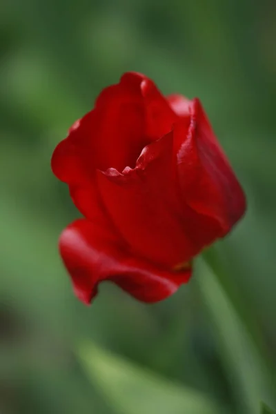 Tulipas Vermelhas Jardim Primavera — Fotografia de Stock