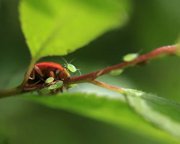 Coccinelle Rouge Assise Sur Une Feuille Verte — Photo