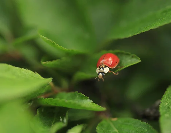 緑の葉に座っている赤いてんとう虫 — ストック写真