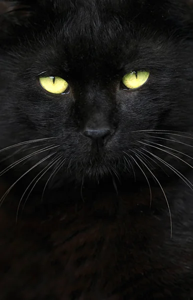 Πορτρέτο Του Μαύρη Γάτα — Φωτογραφία Αρχείου