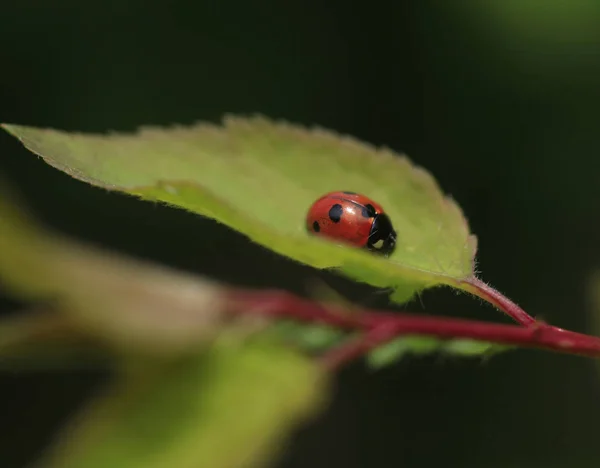 Red Ladybug Sitting Green Leaf — Stock Photo, Image
