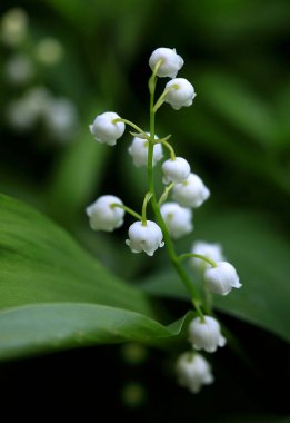 bahar bahçesinde vadi zambağı