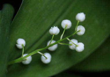 bahar bahçesinde vadi zambağı