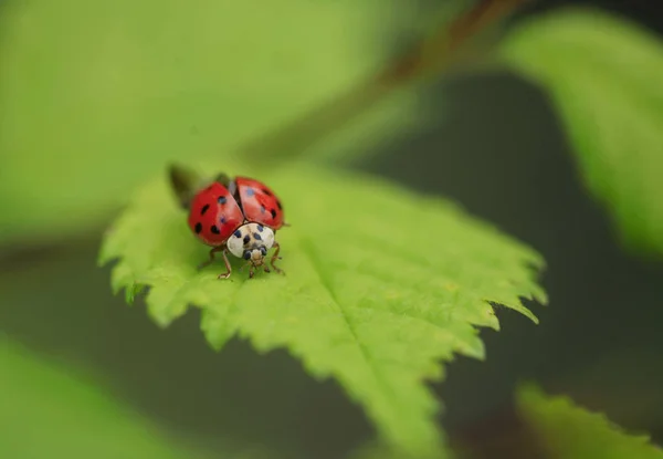 Mariquita Roja Sentada Sobre Hoja Verde — Foto de Stock