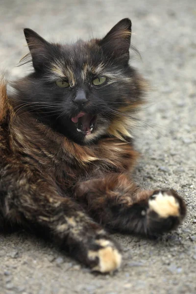 Porträtt Street Fluffy Cat — Stockfoto
