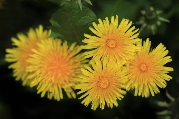 Denti Leone Gialli Nel Giardino Primaverile — Foto Stock