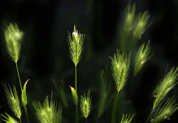 Gotas Água Plantas Verdes — Fotografia de Stock