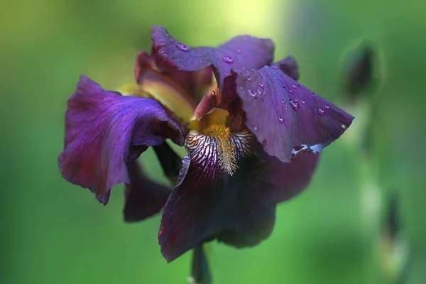 Violette Bloemen Voorjaarstuin — Stockfoto