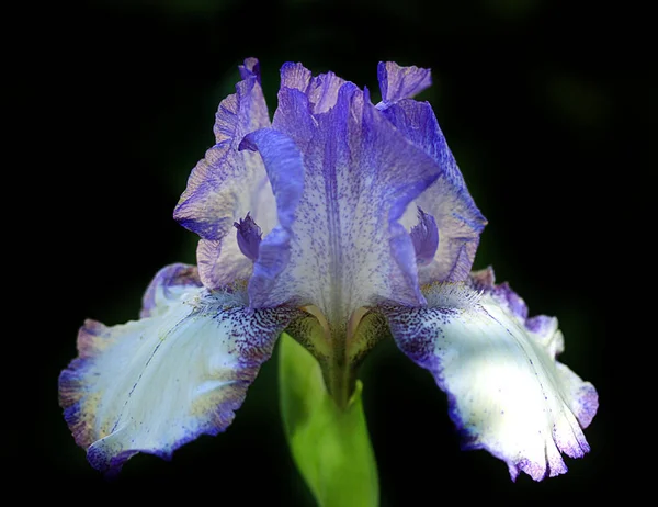 Violette Bloemen Voorjaarstuin — Stockfoto