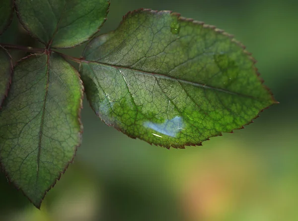 Gotas Água Plantas Verdes — Fotografia de Stock