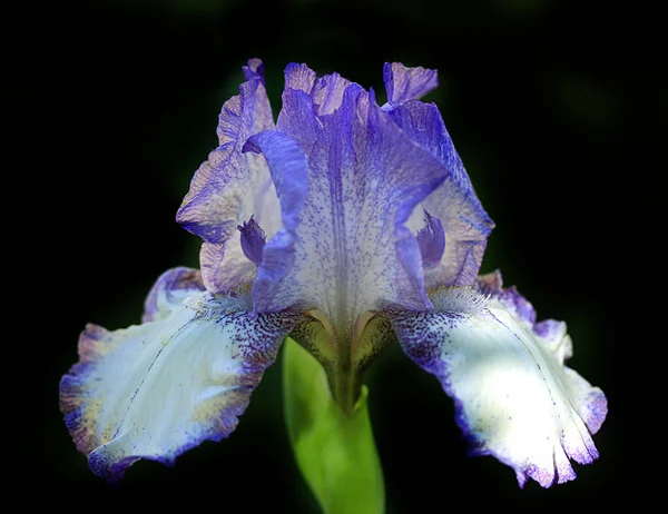 Violetta Blommor Vår Trädgård Stockfoto