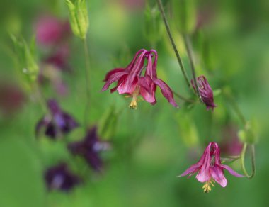 bahar bahçesinde renkli bahar çiçekleri