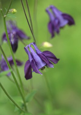 bahar bahçesinde renkli bahar çiçekleri