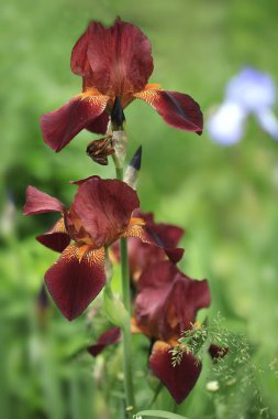 bahar bahçesinde renkli bahar çiçekleri