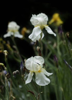 bahar bahçesinde renkli bahar çiçekleri