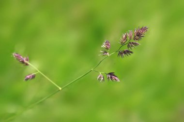 Yaz bahçesinde yeşil bitkiler