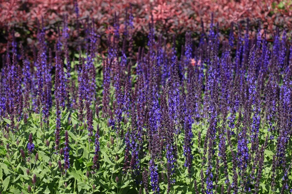 夏の庭でカラフルな花 — ストック写真