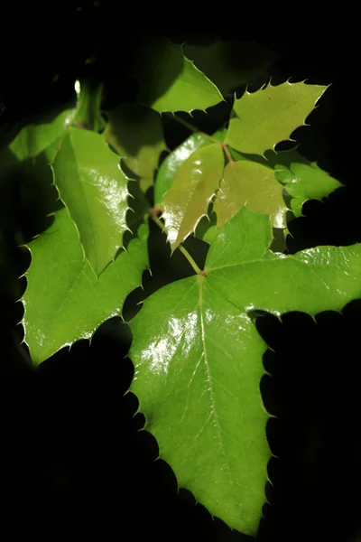 Plantas Verdes Jardim Verão — Fotografia de Stock