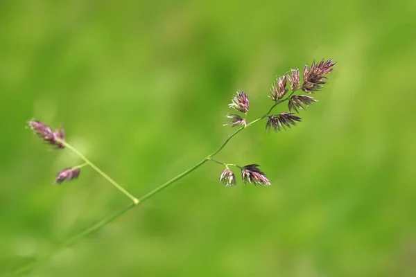 Plantas Verdes Jardim Verão — Fotografia de Stock