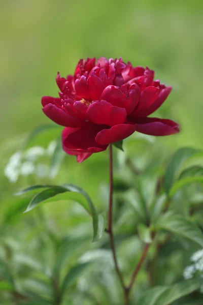 夏の庭でカラフルな花 — ストック写真