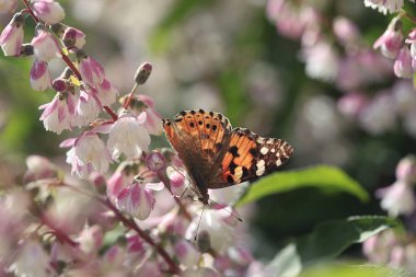 ağaçta oturan renkli kelebek