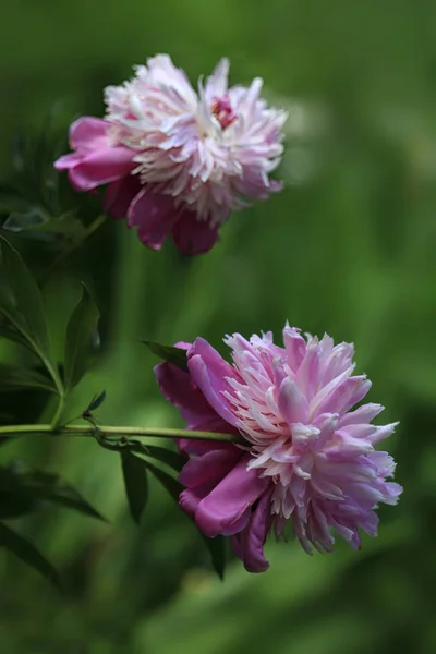 Flores Rosadas Jardim Verão — Fotografia de Stock