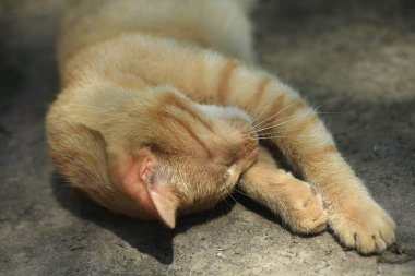 Şirin pofuduk kedi portresi