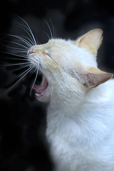 Retrato Gato Fofo Bonito — Fotografia de Stock