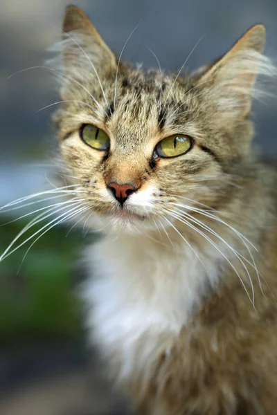 Retrato Gato Fofo Bonito — Fotografia de Stock