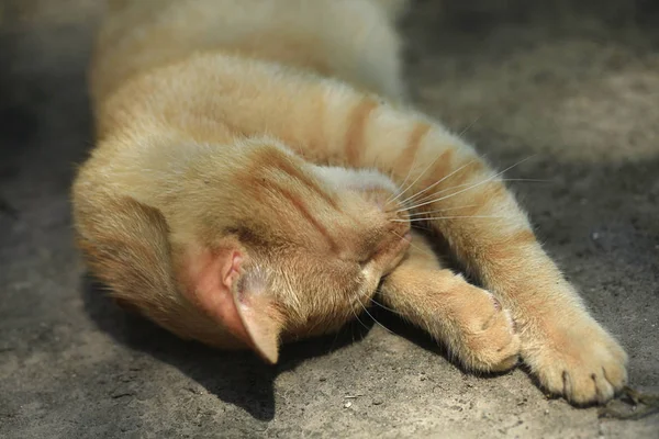 Porträtt Söt Fluffig Katt — Stockfoto