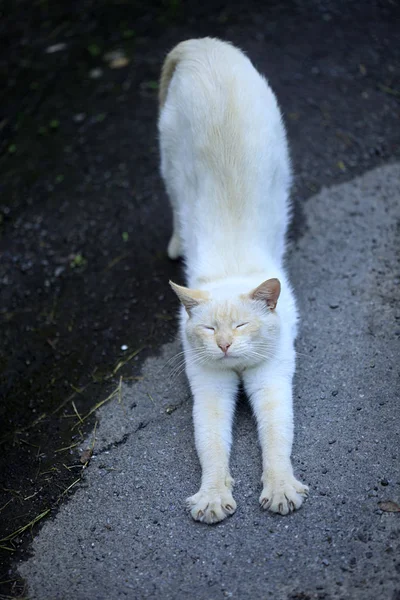 Retrato Gato Fofo Bonito — Fotografia de Stock