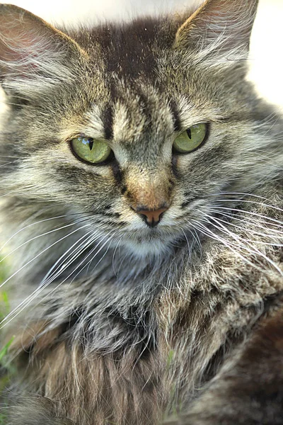 Portrait Cute Fluffy Cat — Stock Photo, Image