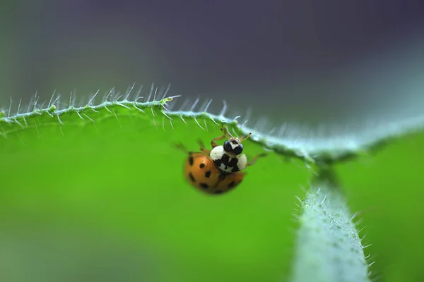 Orange Ladybug Sitting Plant — Stock Photo, Image