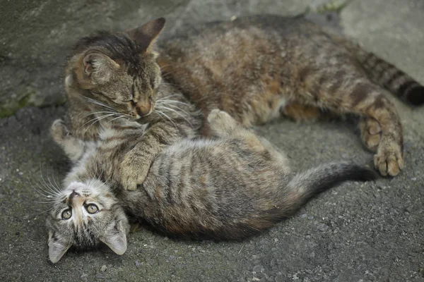 Bermain Kucing Tanah Abu Abu — Stok Foto