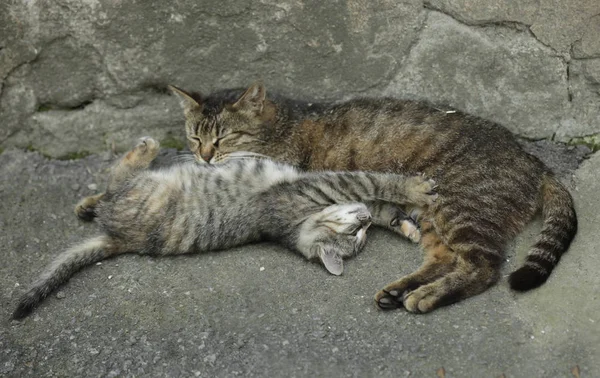 Het Spelen Van Katten Grijze Grond — Stockfoto