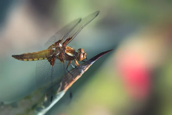 Colorful Dragnfly Sitting Plant — Stock Photo, Image