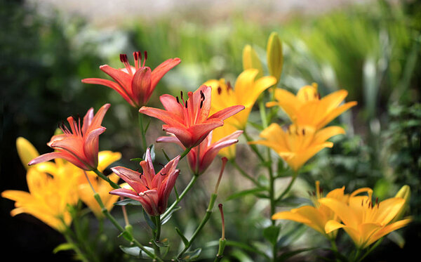 colorful lilies in summer garden