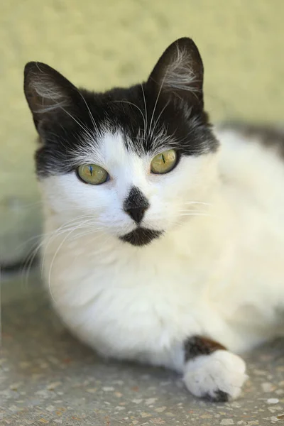 Retrato Gato Olhos Amarelos — Fotografia de Stock